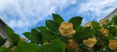 Enlarge photo 219
