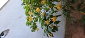 Enlarge photo 243