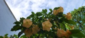 Enlarge photo 246