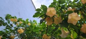 Enlarge photo 245