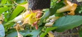 Enlarge photo 250
