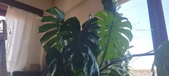 Enlarge photo 284