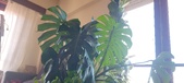 Enlarge photo 285