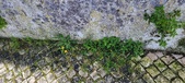 Enlarge photo 91