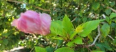 Enlarge photo 35