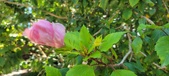 Enlarge photo 34