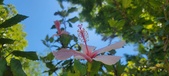 Enlarge photo 45