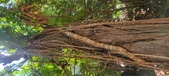 Enlarge photo 59