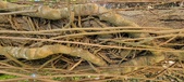 Enlarge photo 65