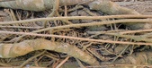Enlarge photo 64
