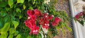 Enlarge photo 69
