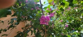 Enlarge photo 74