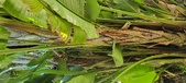 Enlarge photo 79
