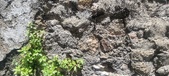 Enlarge photo 110