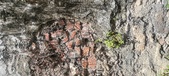 Enlarge photo 122