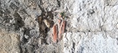 Enlarge photo 127