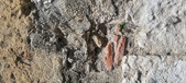 Enlarge photo 126