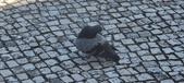 Enlarge photo 129