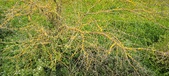 Enlarge photo 117