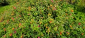 Enlarge photo 126