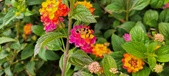 Enlarge photo 130