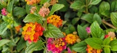Enlarge photo 131