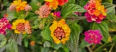 Enlarge photo 132