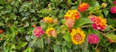 Enlarge photo 133