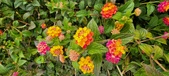 Enlarge photo 134