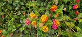 Enlarge photo 135