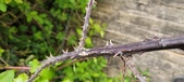 Enlarge photo 136