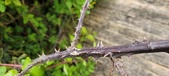 Enlarge photo 137