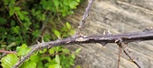 Enlarge photo 138