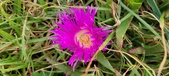 Enlarge photo 174