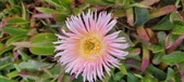 Enlarge photo 177