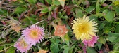 Enlarge photo 178