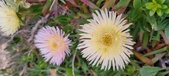 Enlarge photo 179