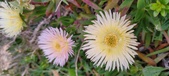 Enlarge photo 180