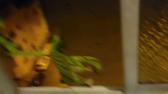 Enlarge MPEG4 13