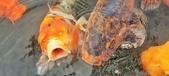 Enlarge photo 171