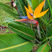 Enlarge photo 179