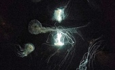 Enlarge photo 202