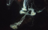 Enlarge photo 242