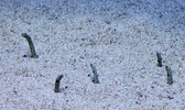 Enlarge photo 229