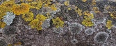 Enlarge photo 237
