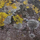 Enlarge photo 236