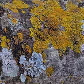 Enlarge photo 238