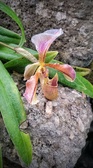 Enlarge photo 249