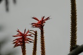 Enlarge photo 247
