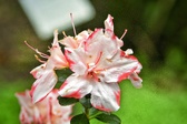 Enlarge photo 256